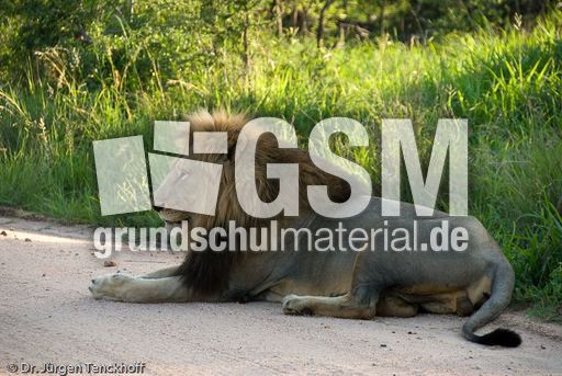 Löwen (20 von 69).jpg